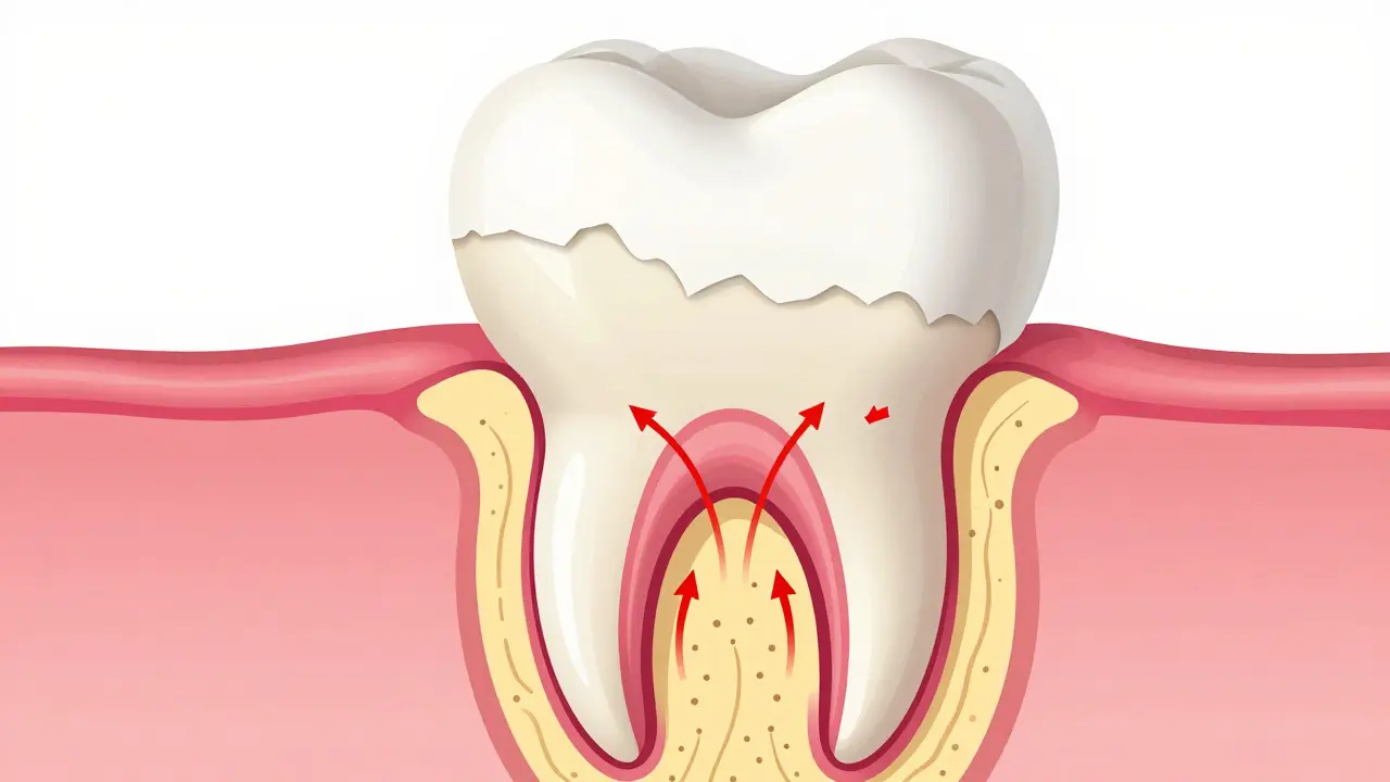 Anatomický řez zubu ukazující sklovinu, dentin a nerv